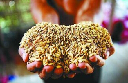 粮价下行压力下稳粮新举措