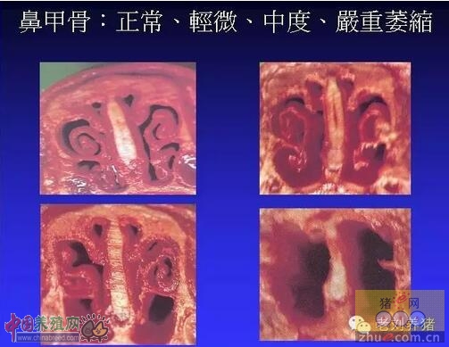 猪鼻子变短变歪是怎么回事？