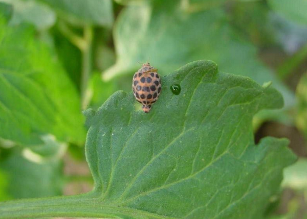 西红柿8种虫害防治方法