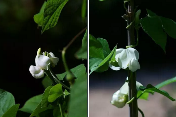 浑身是宝的“小白棋”——白扁豆种植技术