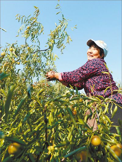 山东沾化冬枣压枝头