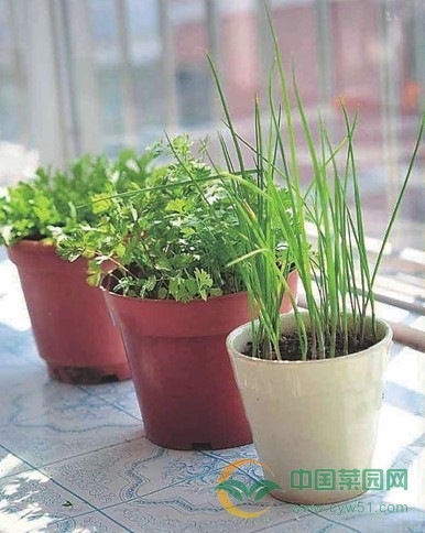 阳台种菜容器的选择